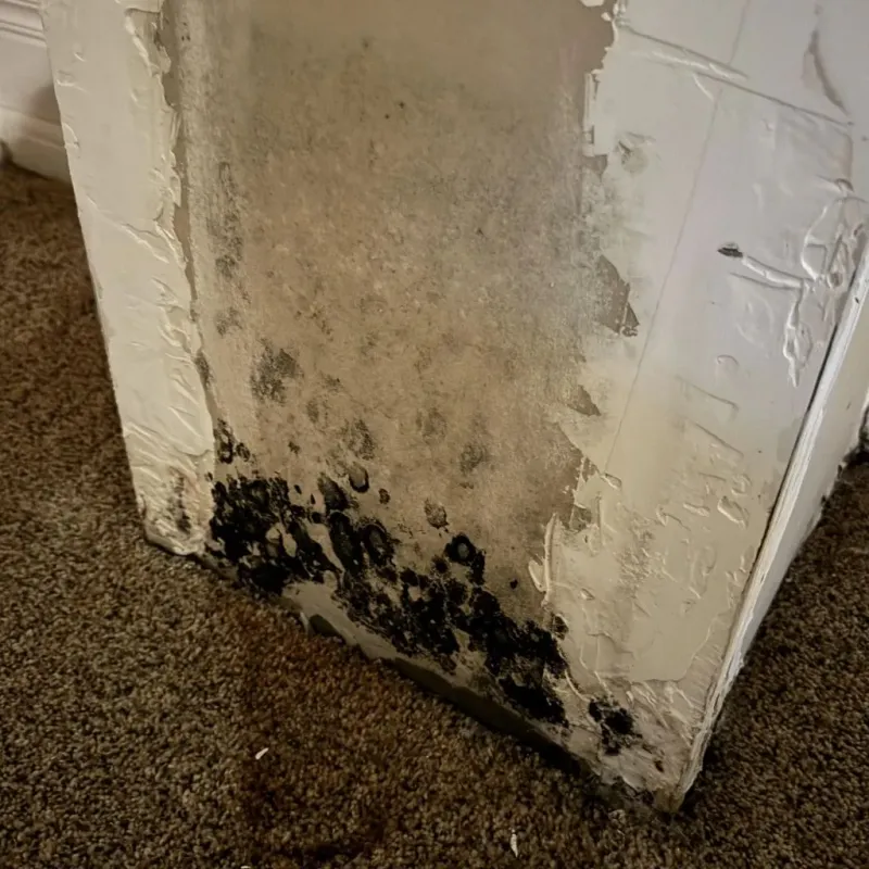 Professional Mold Removal in Hickory Withe, TN